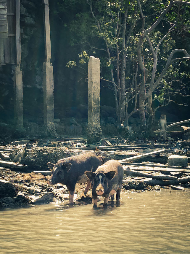 Schweine im Meer nahe Khanom